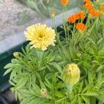 Tagetes erectaFlor