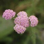 Achillea alpina 花