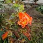 Kohleria spicata Flower