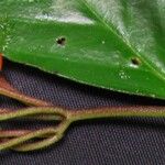 Besleria laxiflora