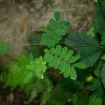 Abrus fruticulosus 整株植物