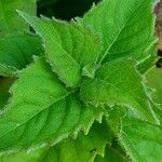 Monarda didyma Blad