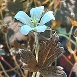 Geranium sessiliflorum