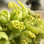 Acer macrophyllum Flor