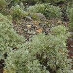 Artemisia thuscula Leaf