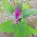 Atriplex hortensis Blad