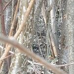 Alnus serrulata Corteza