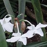 Urceolina amazonica Flower