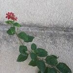 Lantana × strigocamara List