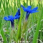 Gentiana verna പുഷ്പം