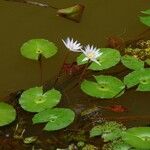 Nymphaea elegans Floare