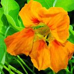 Tropaeolum majus Flower