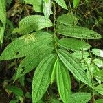 Boehmeria ulmifolia Leaf
