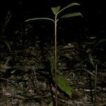 Pentadesma butyracea 整株植物