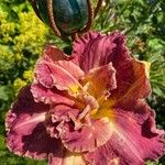 Hemerocallis minor Цветок