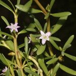 Sesuvium portulacastrum Blomst