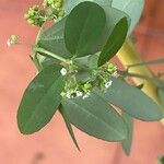 Euphorbia hypericifoliaFlower