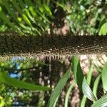 Salacca zalacca പുറംതൊലി