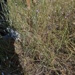 Ephedra distachya Rusca