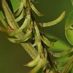 Indigofera suffruticosa Fruit