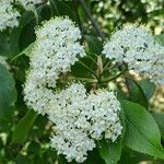 Viburnum prunifolium Květ