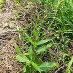 Nicotiana plumbaginifolia Folha