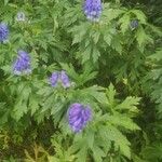 Aconitum variegatum Kvet