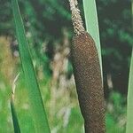 Typha latifolia Ffrwyth