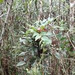 Phyllanthus favieri