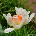 Tulipa fosteriana Flower