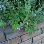 Salvia tiliifolia Blodyn