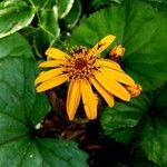 Ligularia dentata花