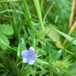 Echium parviflorum Hoja