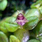 Bulbophyllum insolitum Flor