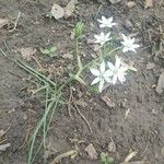 Ornithogalum umbellatumFloro