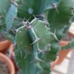 Euphorbia abyssinica Corteza