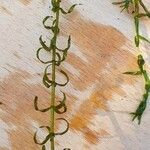 Elodea nuttallii Hoja