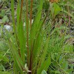 Agoseris aurantiaca عادت داشتن