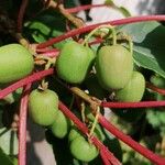 Actinidia arguta Frukt