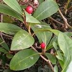 Skimmia japonica Leaf