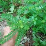 Phyllanthus niruri 葉