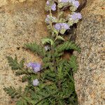 Phacelia distans Tervik taim