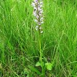 Orchis militaris Συνήθη χαρακτηριστικά