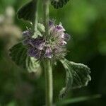 Marrubium supinum Flower