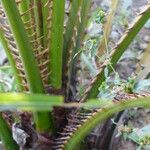 Livistona australis Likasa