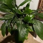 Spathiphyllum blandum Foglia