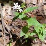 Houstonia purpurea Kwiat