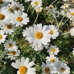 Tanacetum cinerariifolium Blüte