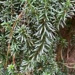 Taxus cuspidata Deilen