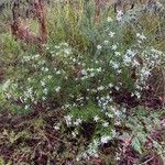 Ricinocarpos pinifolius Habitus